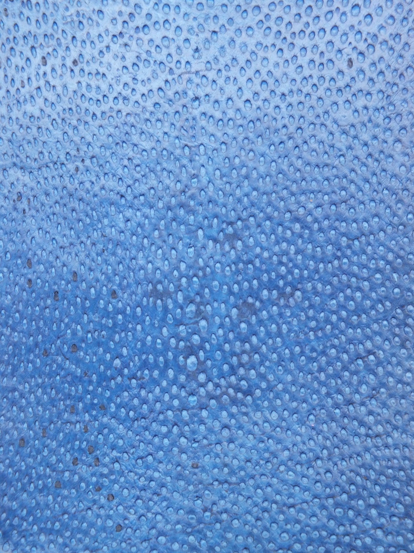 NAYA® BRILLANT Myrtille ictyos-store