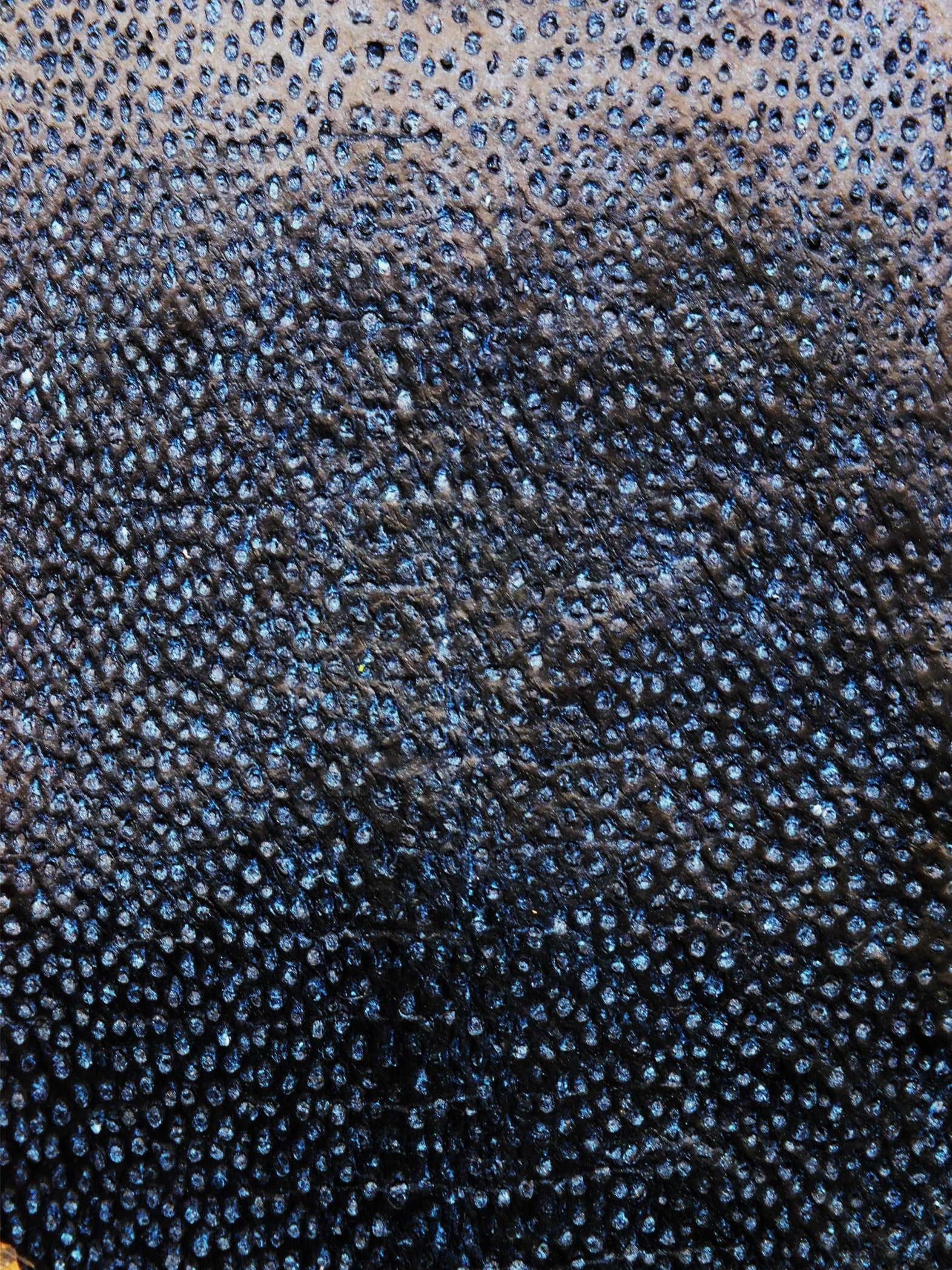 NAYA® DÉLAVÉ Bleu ictyos-store