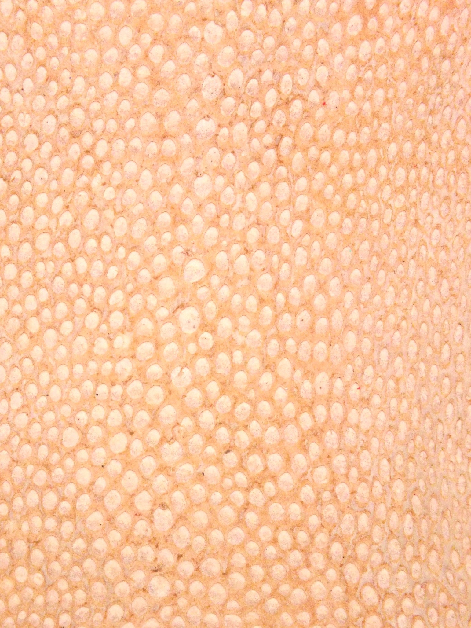 NAYA® SATINÉ Nude ictyos-store