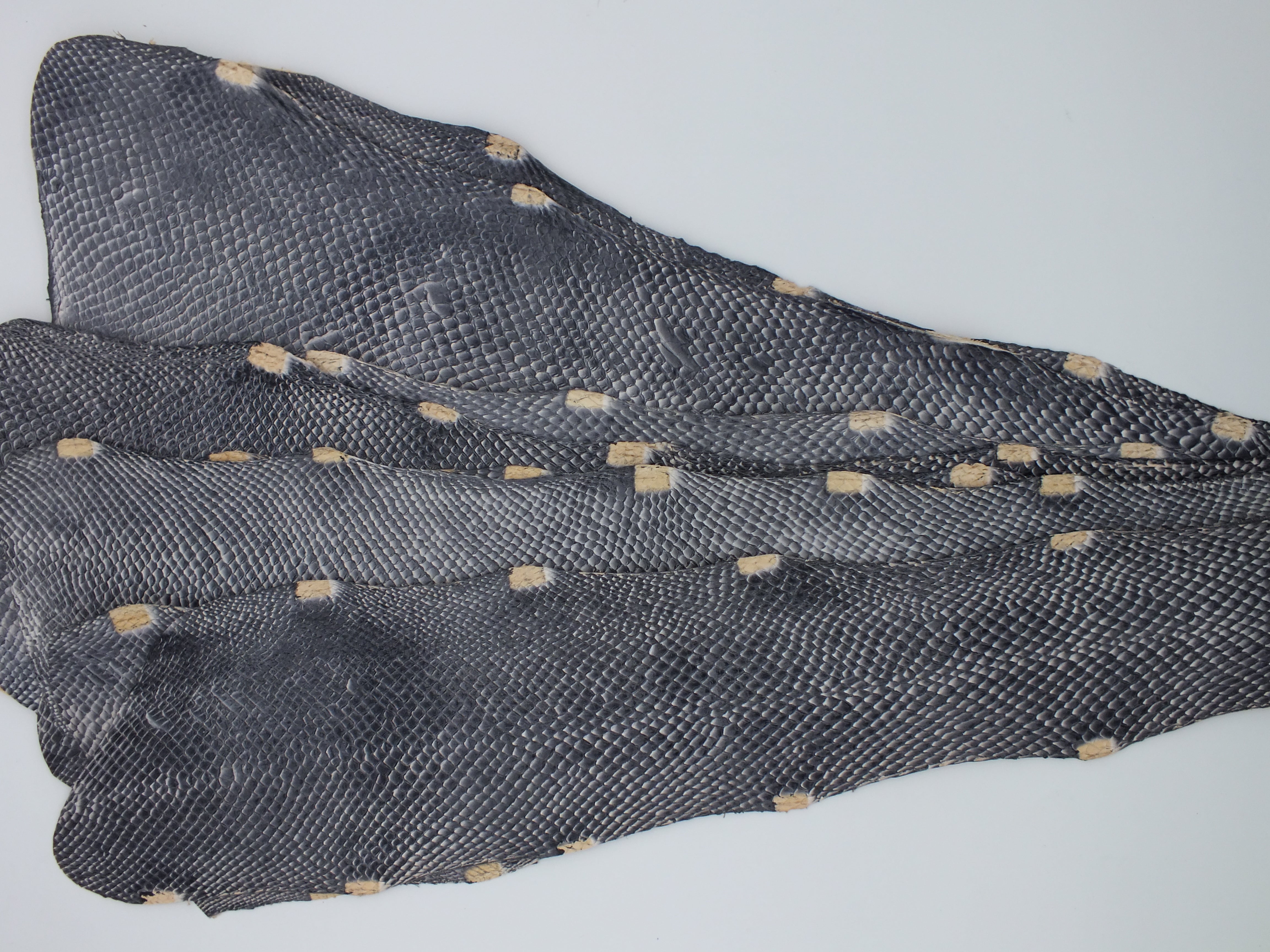 LOT de 10 SQUAMA DÉGRADÉ Zebra - Taille Large - Choix 2 ICTYOS