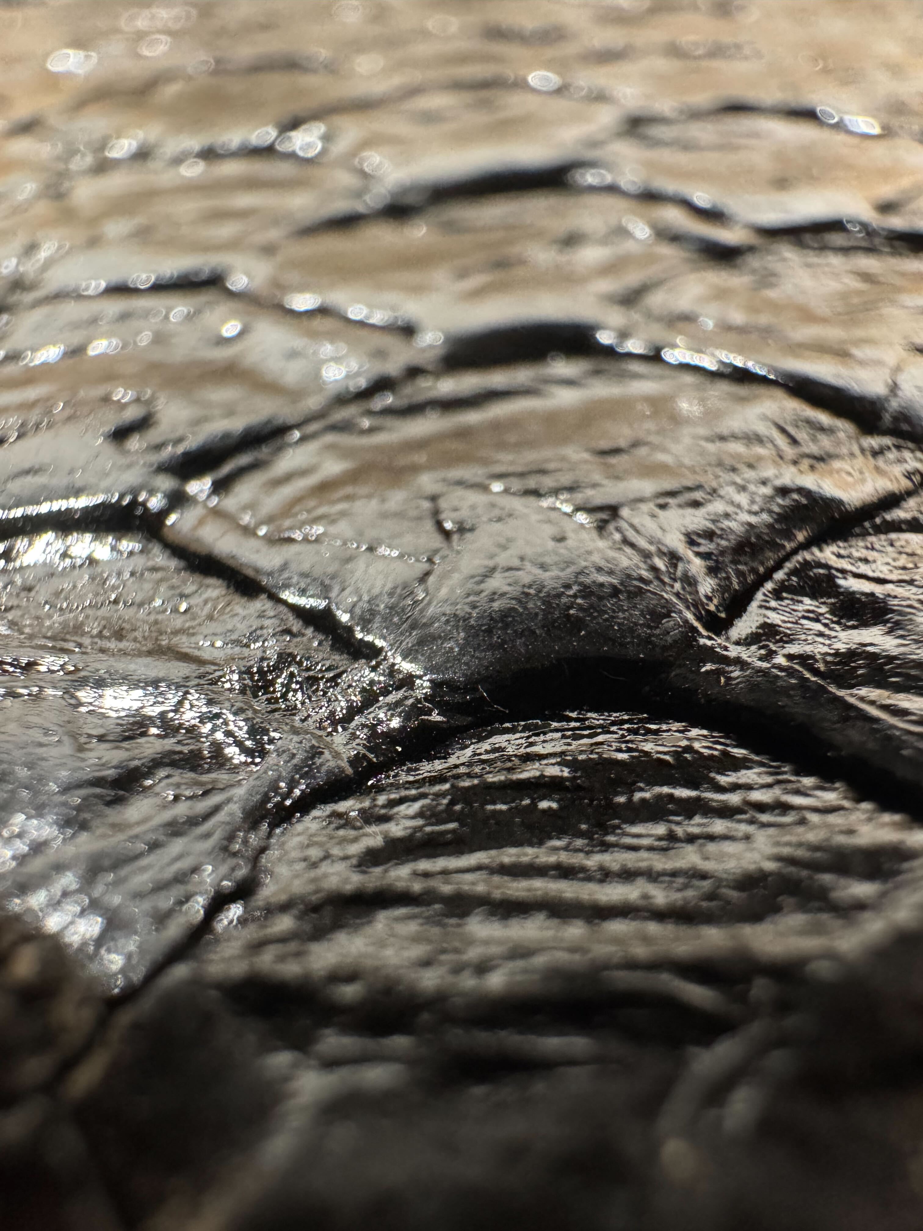 ARAPAIMA BRILLANT Noir d'encre ictyos-store