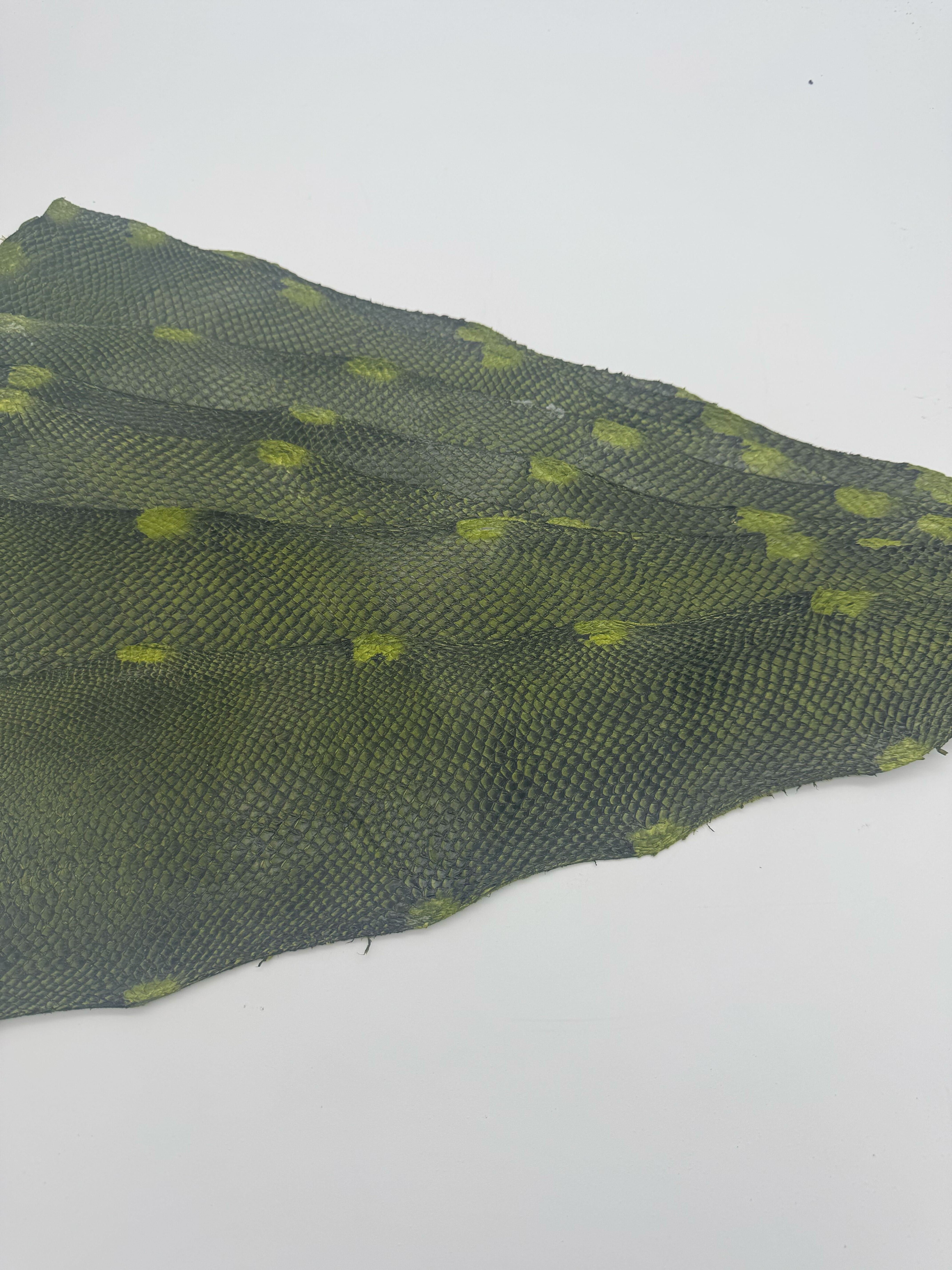 PACK de 10 SQUAMA DÉGRADÉ Noir sur Vert- Taille Large - Choix 1 ICTYOS