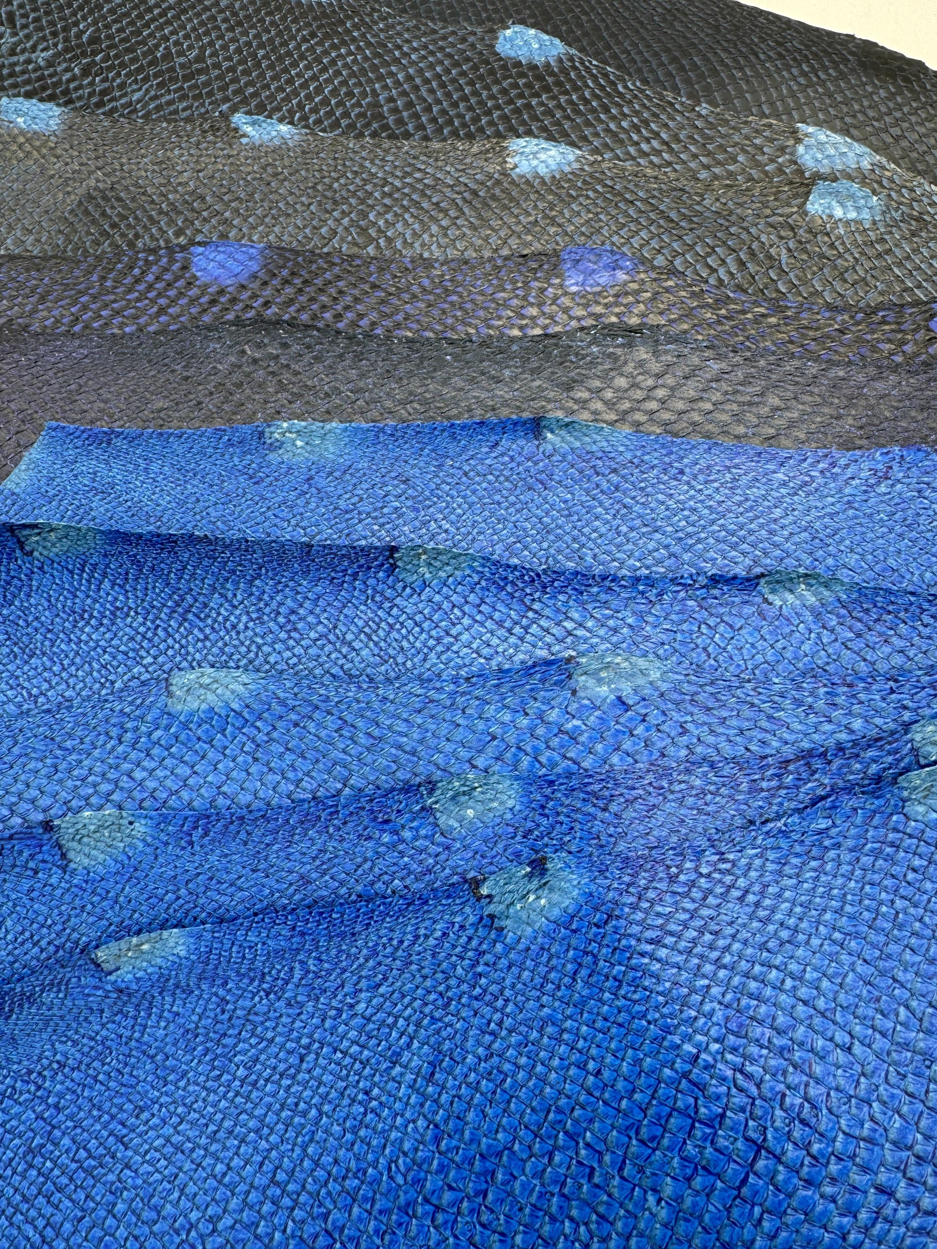 PACK de 10 SQUAMA DÉGRADÉ Variantes bleutés- Tailles Large - Choix 1 ICTYOS