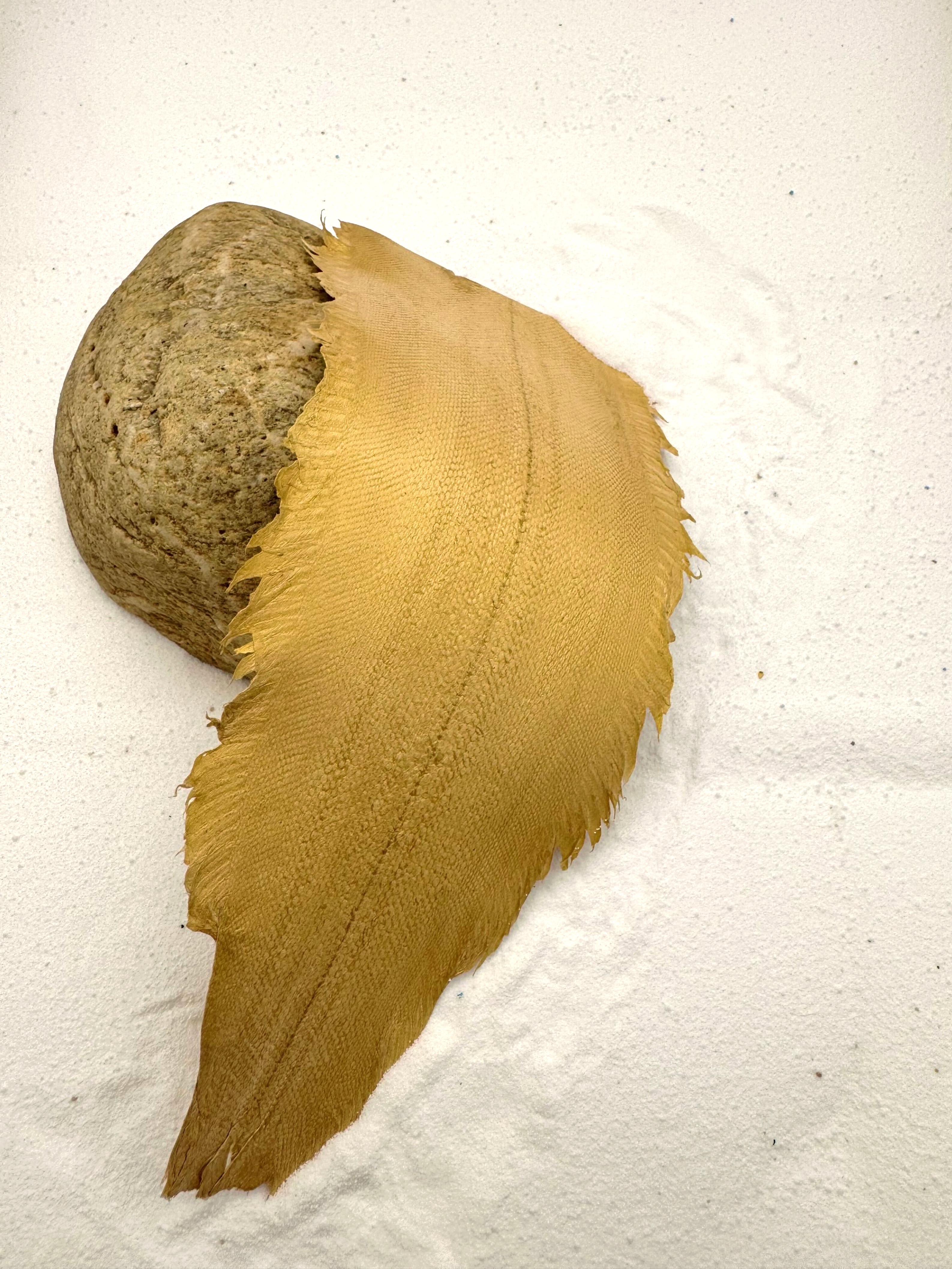 PACK DE 5 SOLA® MÉTALLISÉ Or ictyos-store