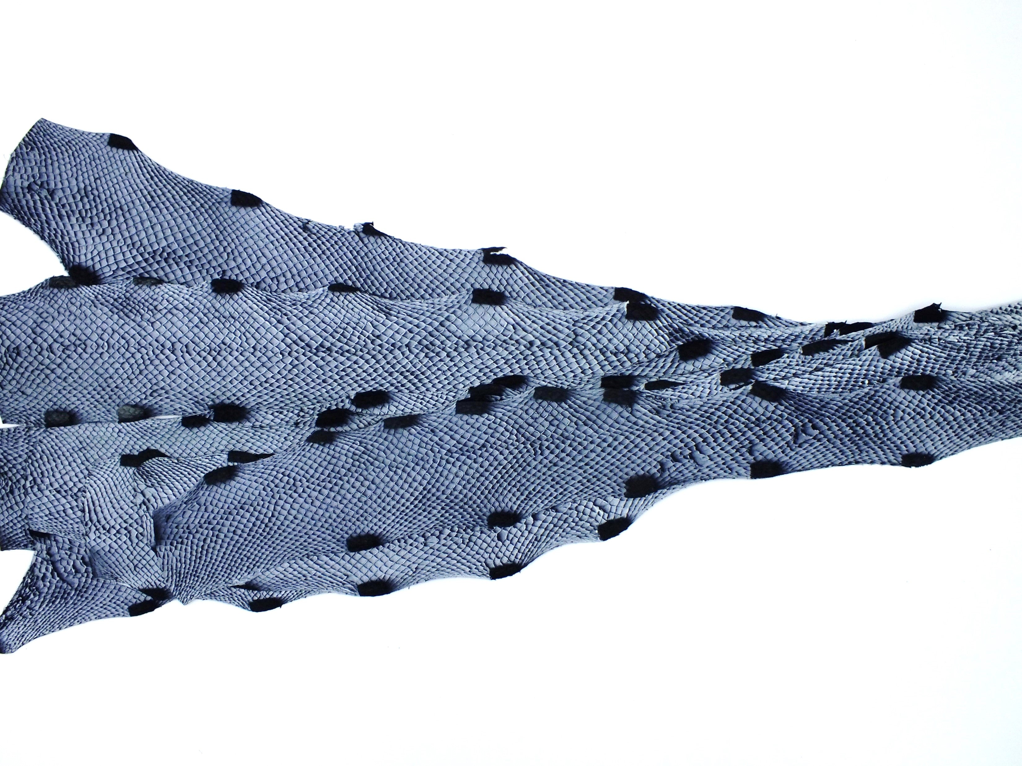 PACK de 10 SQUAMA DÉGRADÉ Verglacé - Taille Small - Choix 2 ICTYOS