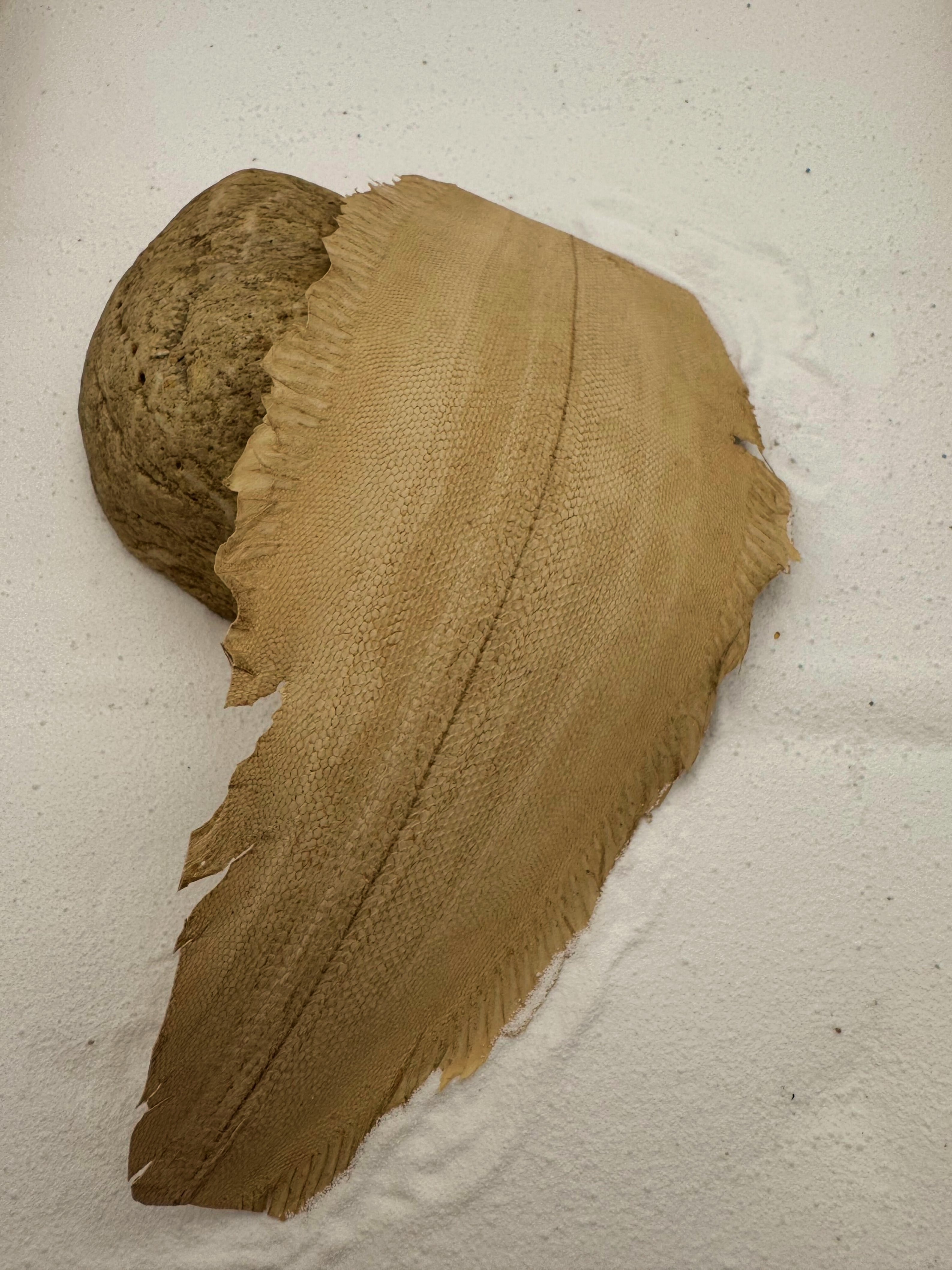 PACK DE 5 SOLA® BRILLANT Amande ictyos-store