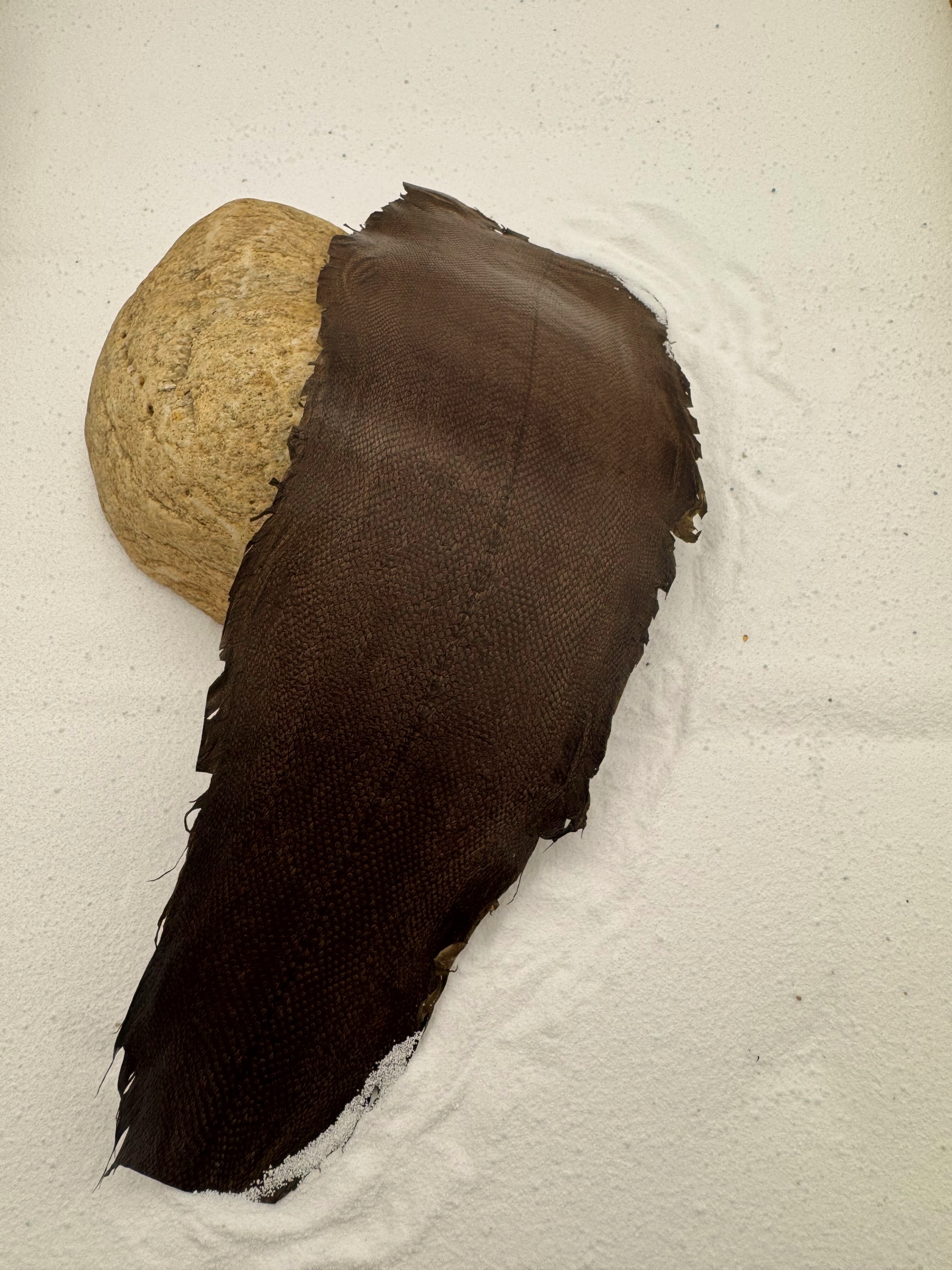 PACK DE 5 SOLA® BRILLANT Brun Chocolat ictyos-store