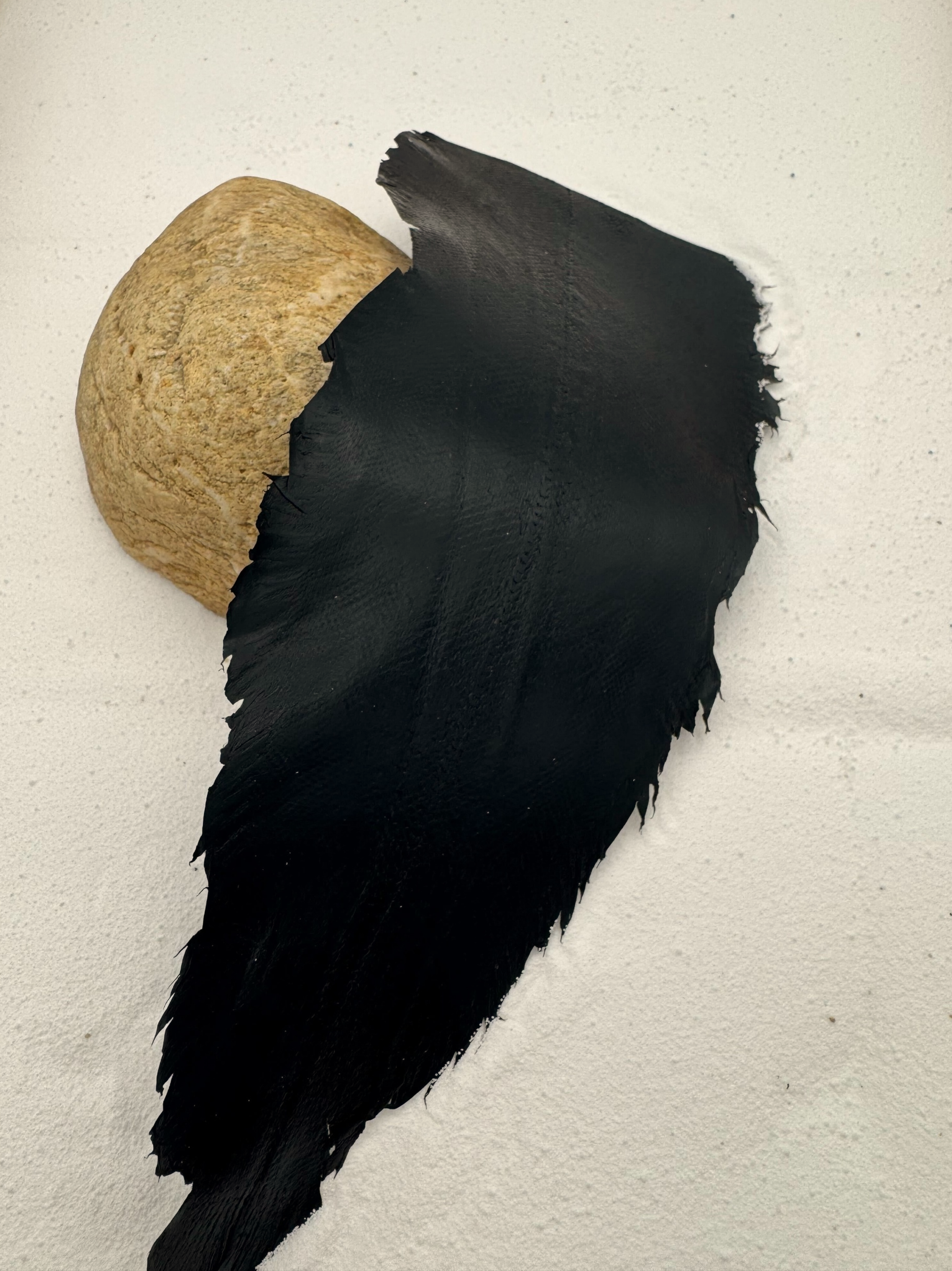 PACK DE 5 SOLA® BRILLANT Noir d'encre ictyos-store