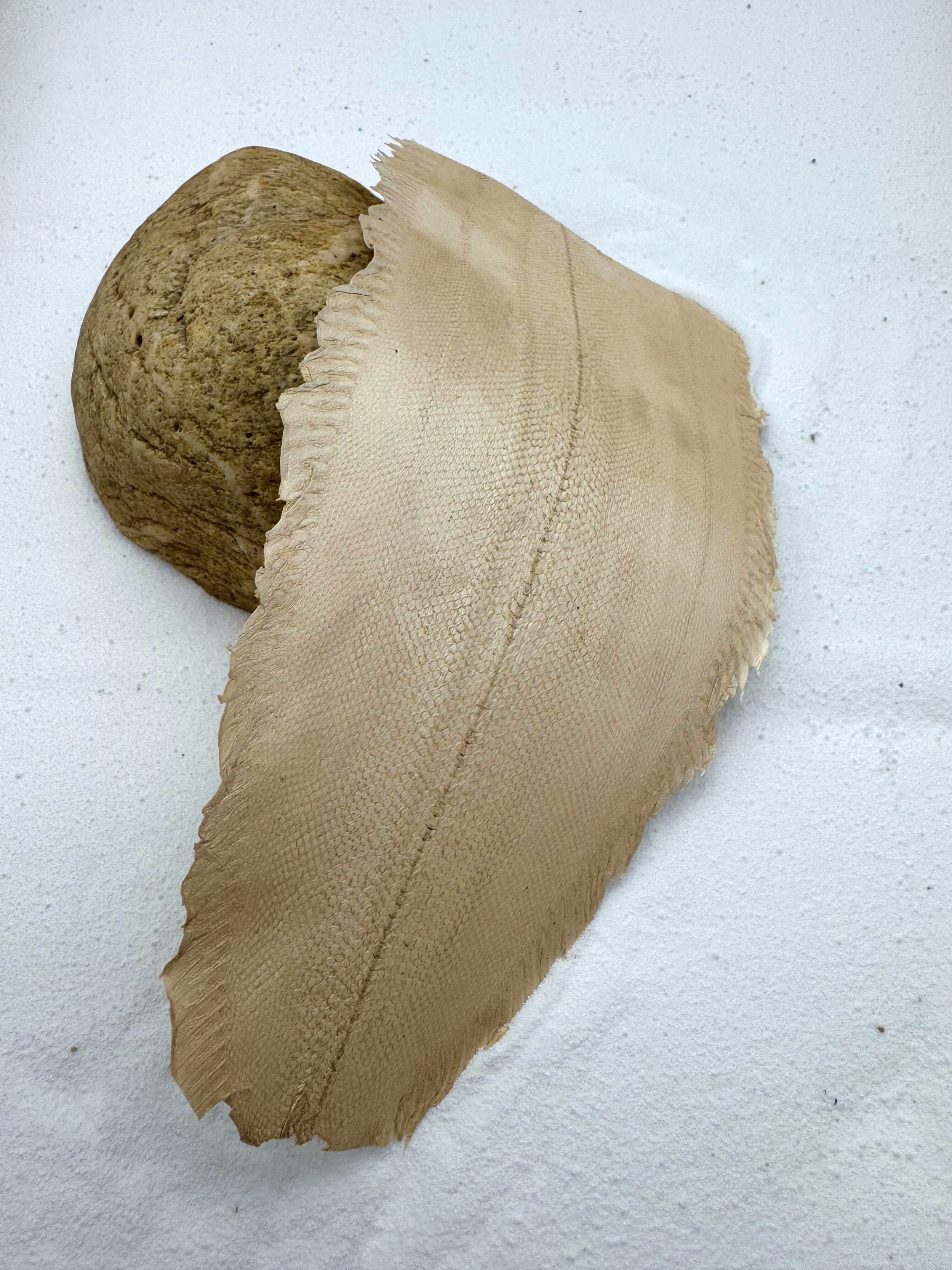 PACK DE 5 SOLA® MÉTALLISÉ Blanc Perle ictyos-store