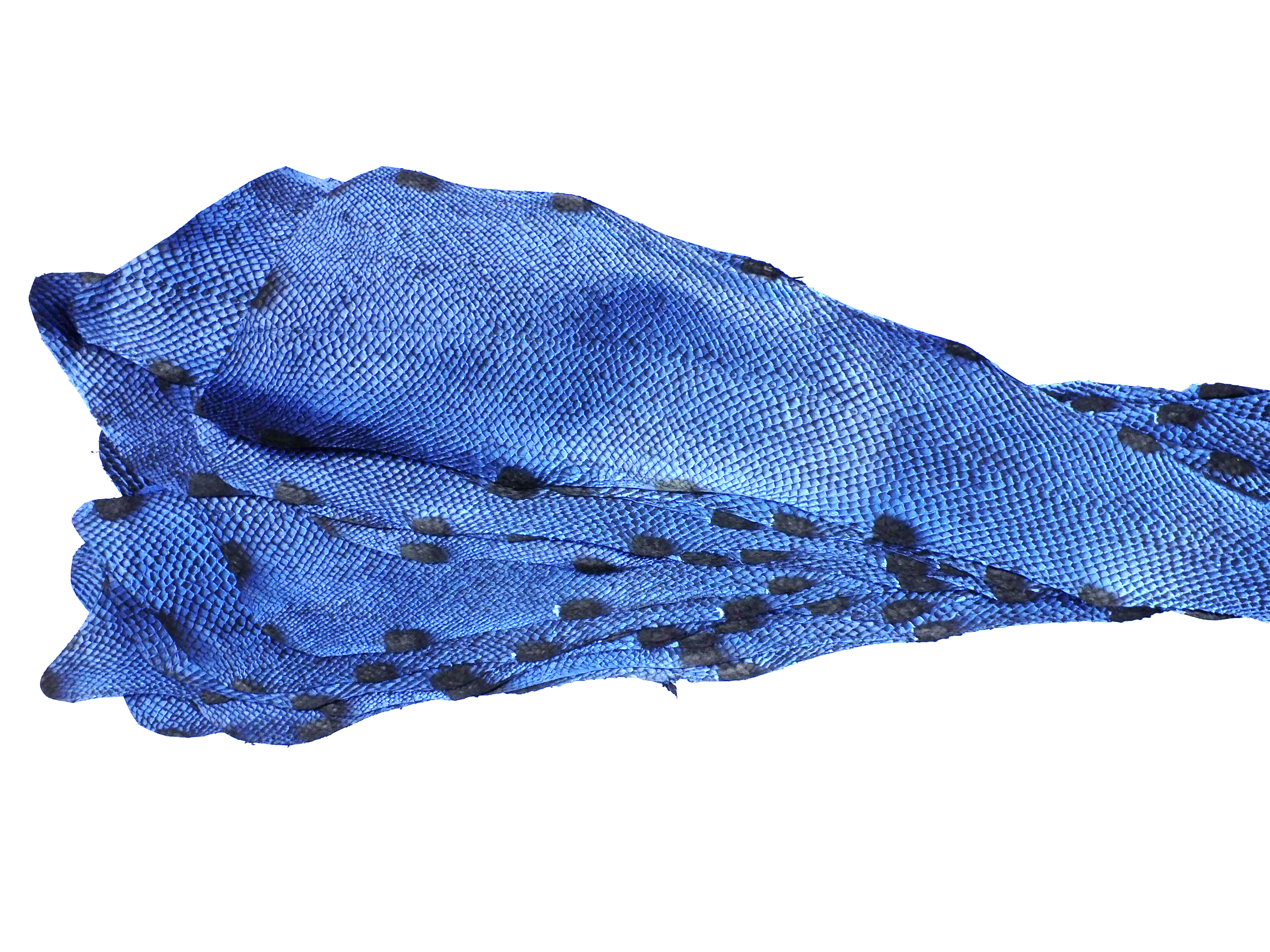 PACK de 10 SQUAMA DÉGRADÉ Verglacé grisé - Taille Medium - Choix 1 (Copie) ICTYOS