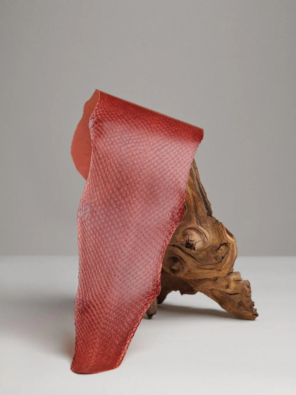 SQUAMA® BRILLANT Rouge Cardinal ictyos-store