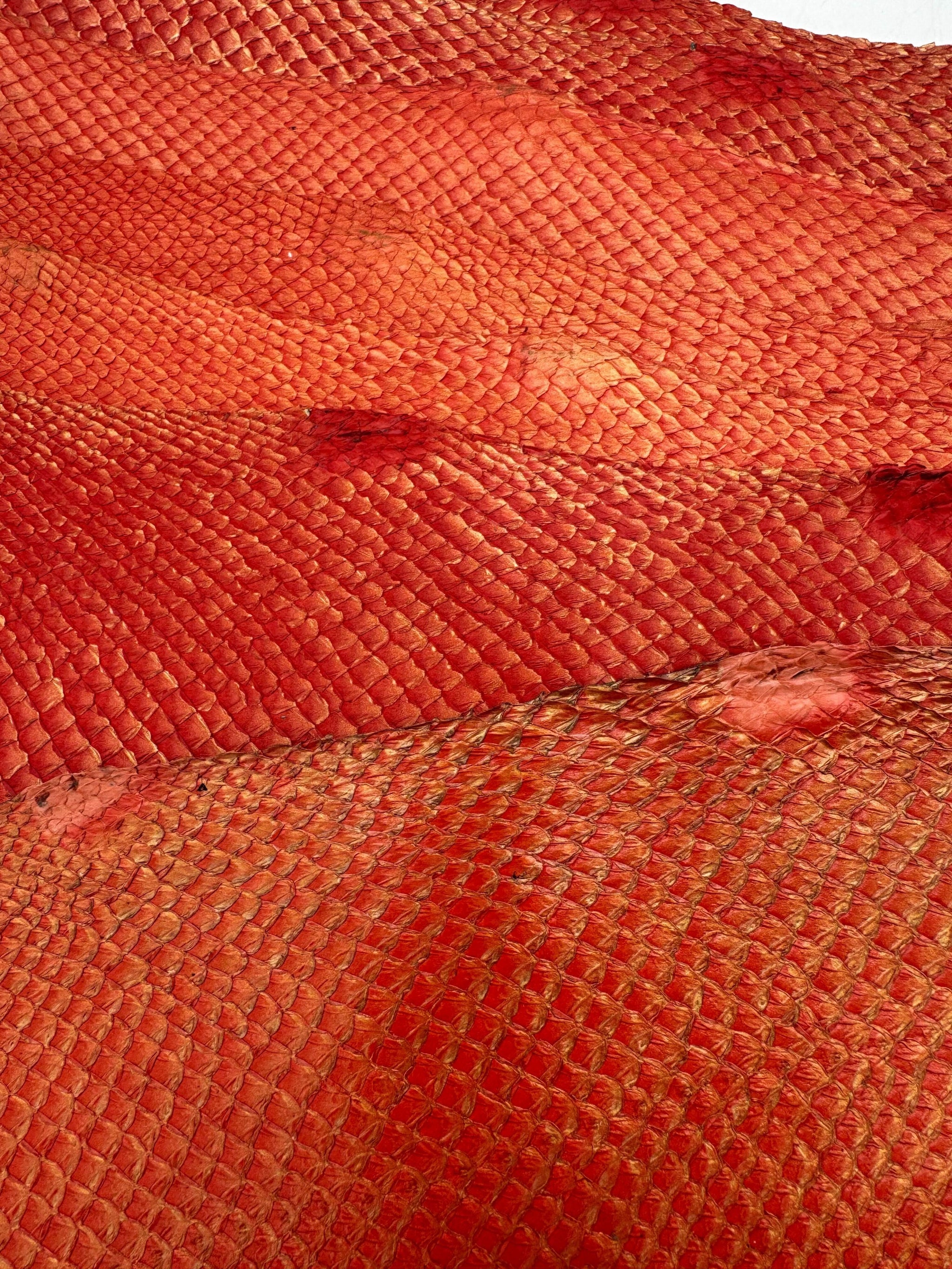 PACK de 10 SQUAMA DÉGRADÉ Or sur rouge - Taille Large - Choix 1 ICTYOS