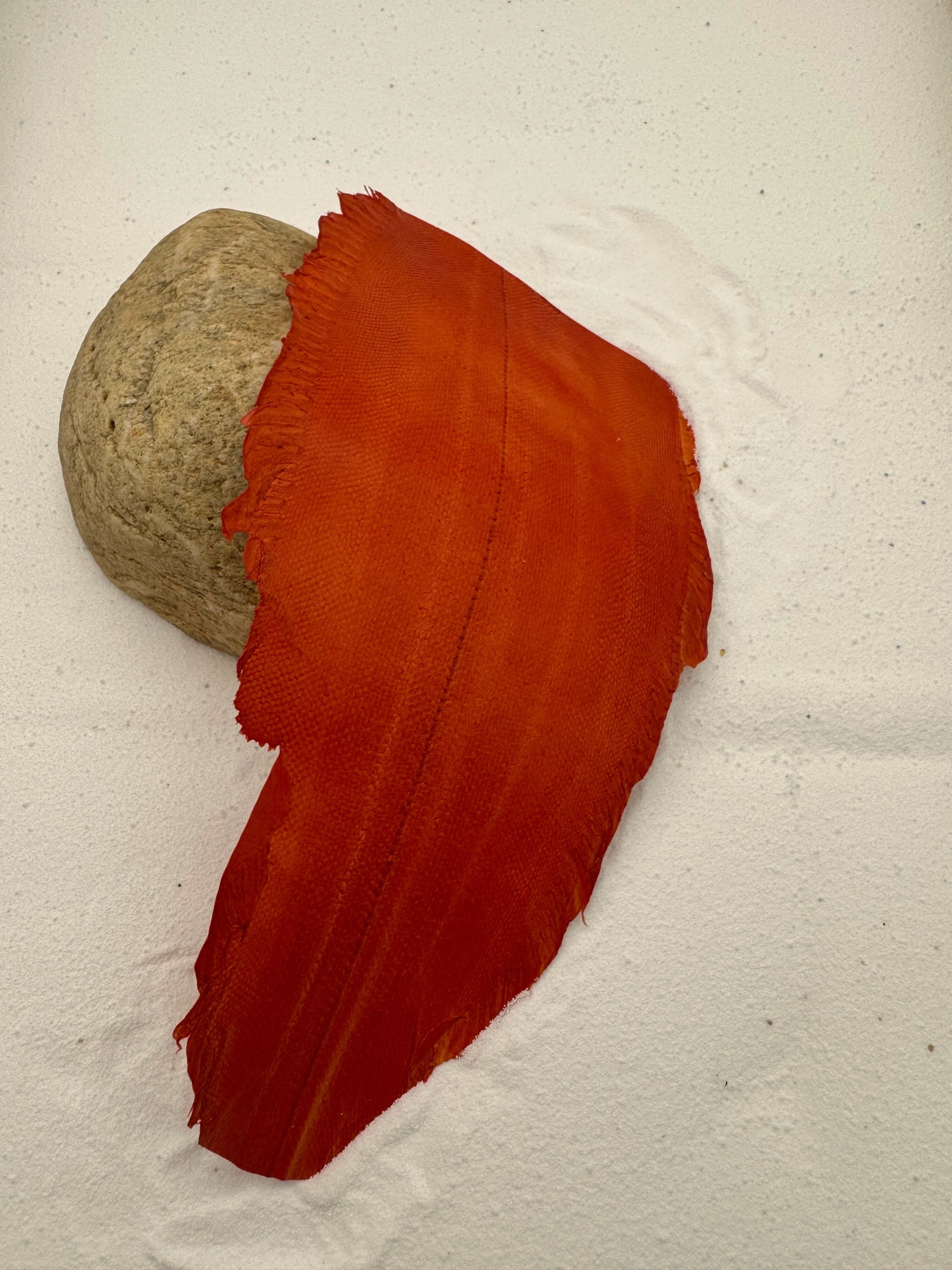 PACK DE 5 SOLA® BRILLANT Orange ictyos-store