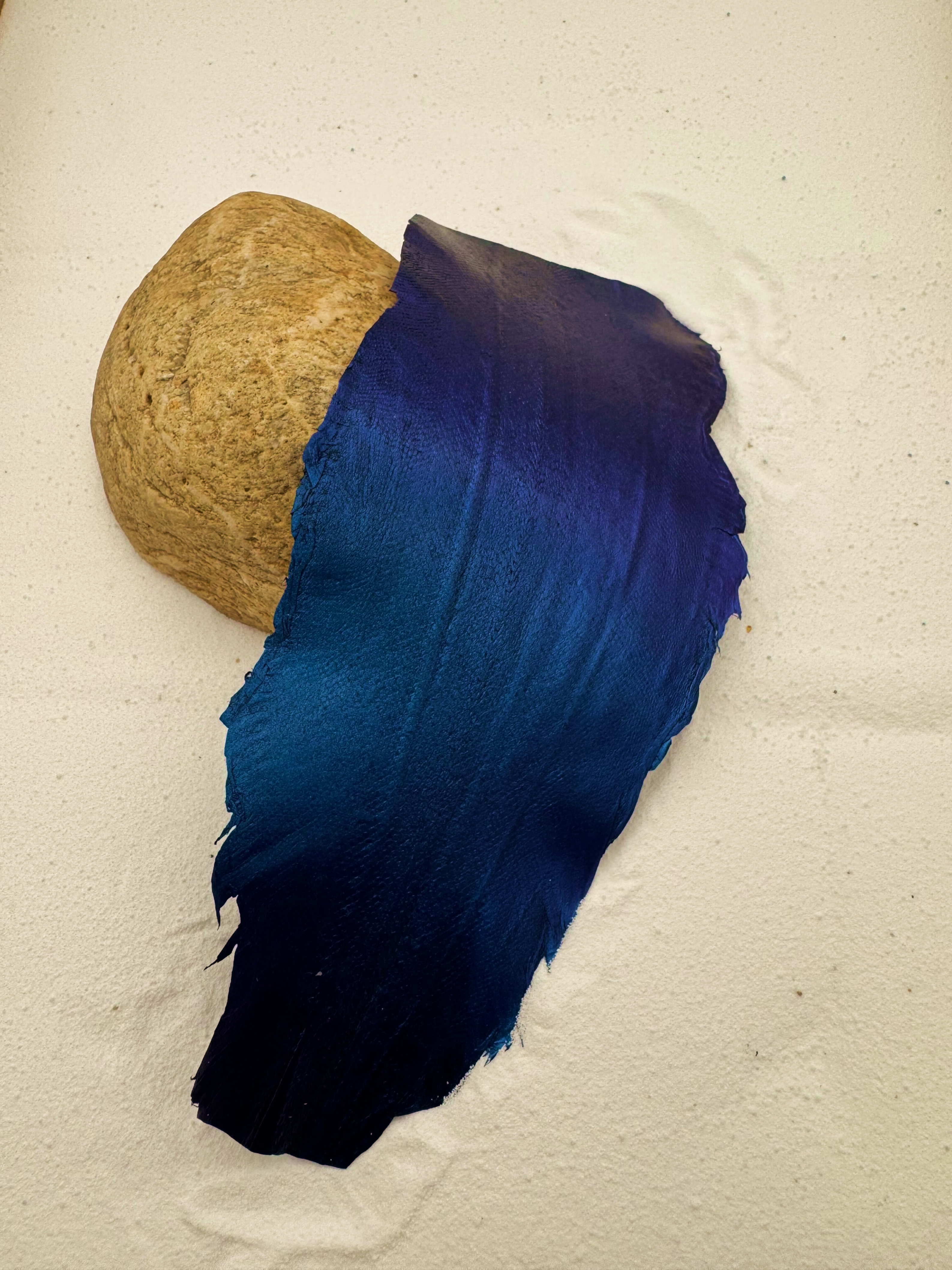 PACK DE 5 SOLA® IRISÉ Cosmos ictyos-store