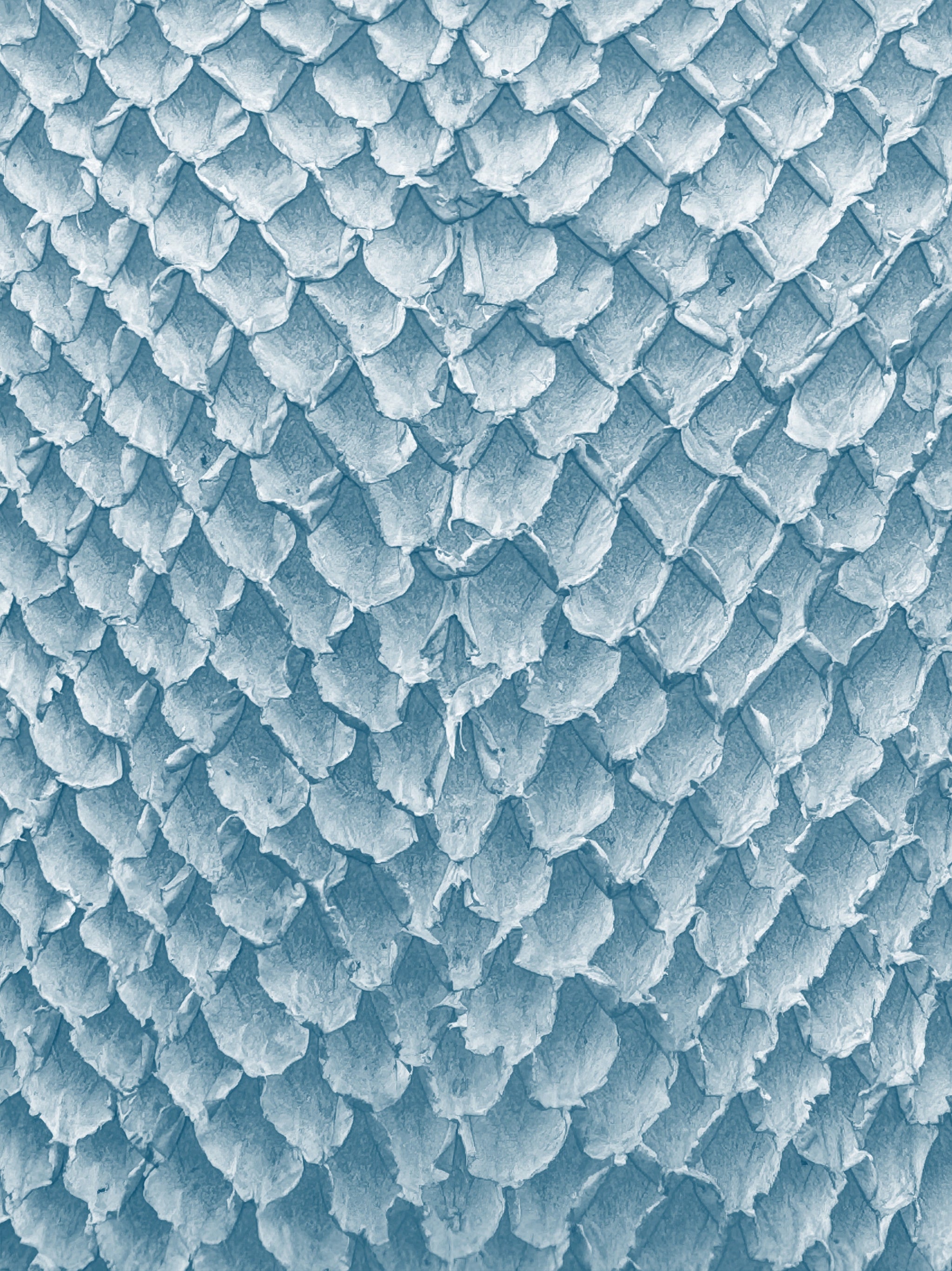 SQUAMA® DÉGRADÉ Bleu Écume ictyos-store